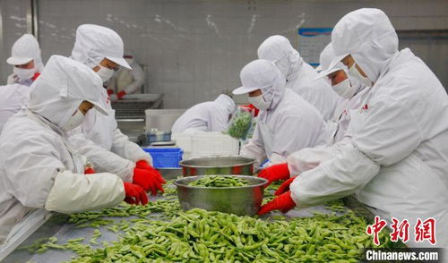 新春走基層 山東特色農(nóng)產(chǎn)品 打包 出海 豐富 國際餐桌