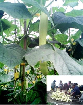 廠家專業(yè)生產(chǎn)各式扣手手提袋服裝鞋子包裝袋來樣訂做免設(shè)計(jì)費(fèi)|鞋|產(chǎn)品|中國黃頁網(wǎng)