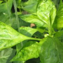  澧縣洪發(fā)調(diào)味食品廠 主營 辣椒 豆瓣 小麥等 醬