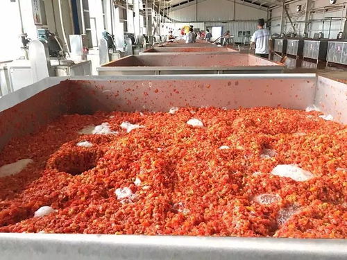 萬(wàn)通蒙根花食品加工廠(chǎng)進(jìn)行脫水蔬菜生產(chǎn) 番茄