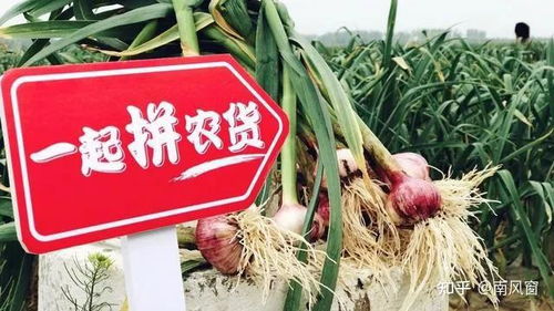 如何看待黃崢辭任拼多多董事長(zhǎng),將致力于食品科學(xué)和生命科學(xué)領(lǐng)域的研究 這一領(lǐng)域現(xiàn)狀和前景如何