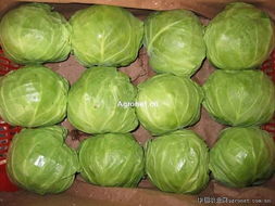 中國蔬菜網(wǎng) -歡迎加入中國蔬菜網(wǎng)!