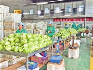 "春天"農(nóng)產(chǎn)品 靠質(zhì)量信用闖世界_新聞頻道_中國青年網(wǎng)